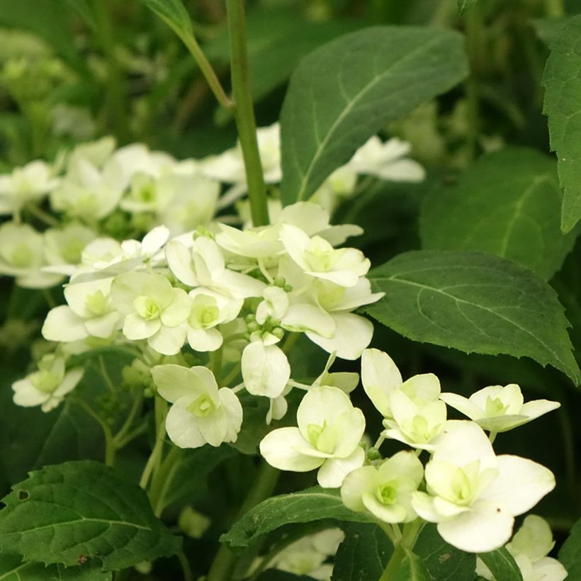 Hydrangea serrata White on White - Ortensia (Flowering)