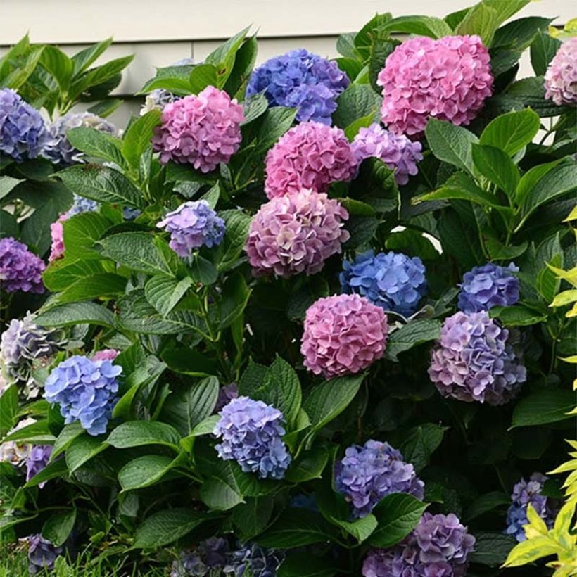 Hydrangea macrophylla L.A Dreamin - Ortensia (Fioritura)