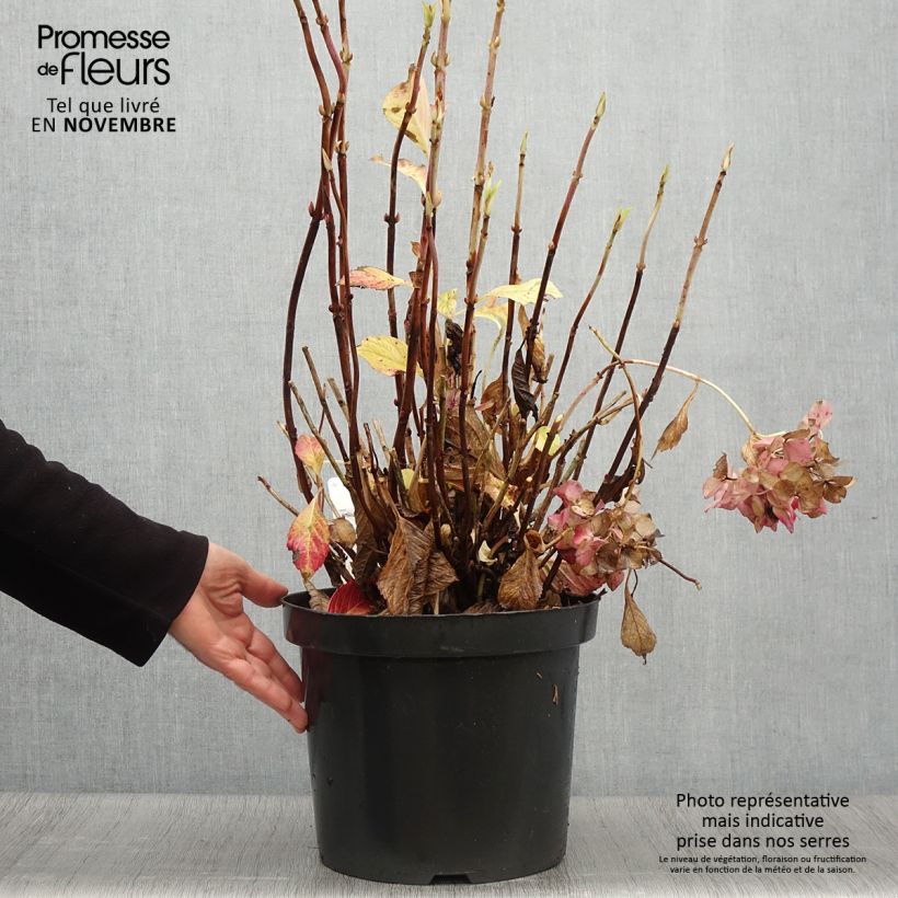 Esemplare di Hydrangea macrophylla Alpenglühen - Ortensia Vaso da 7,5L/10L come consegnato in autunno