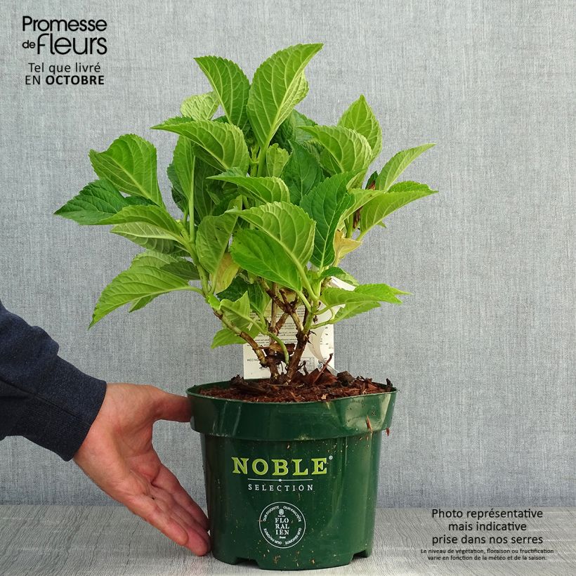 Esemplare di Hydrangea macrophylla Belle Séduction - Ortensia Vaso da 3L/4L come consegnato in autunno