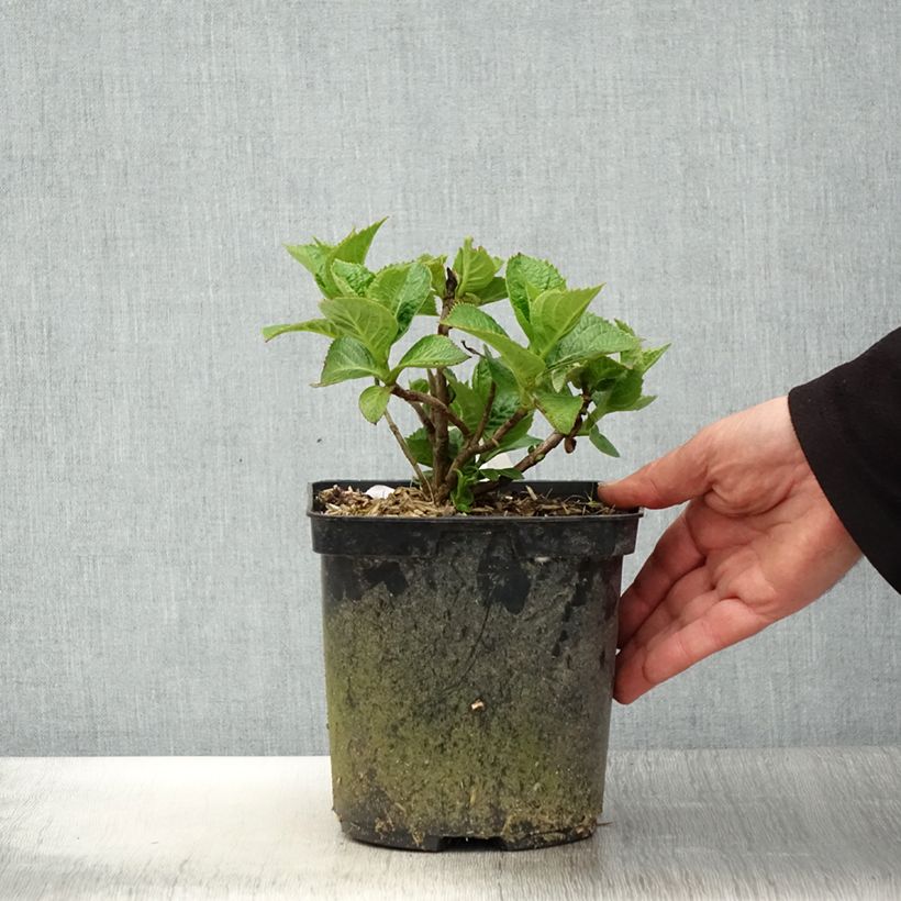 Hydrangea macrophylla Eughen Hahn - Ortensia Vaso da 2L/3L esemplare consegnato in primavera