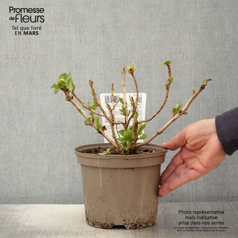 Example of Hydrangea macrophyla Freudenstein - Ortensia Vaso da 2L/3L as you get in printemps