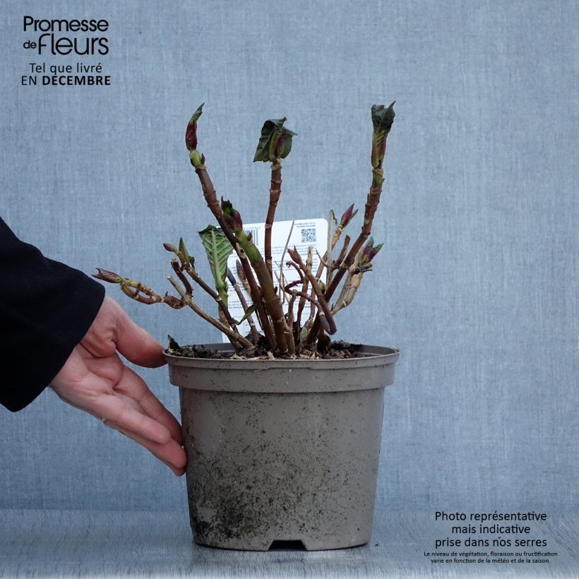 Esemplare di Hydrangea macrophylla Masja - Ortensia Vaso da 2L/3L come consegnato in autunno