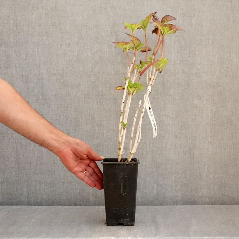 Esemplare di Hydrangea macrophylla Masja - Ortensia Vaso da 2L/3L consegnato in estate