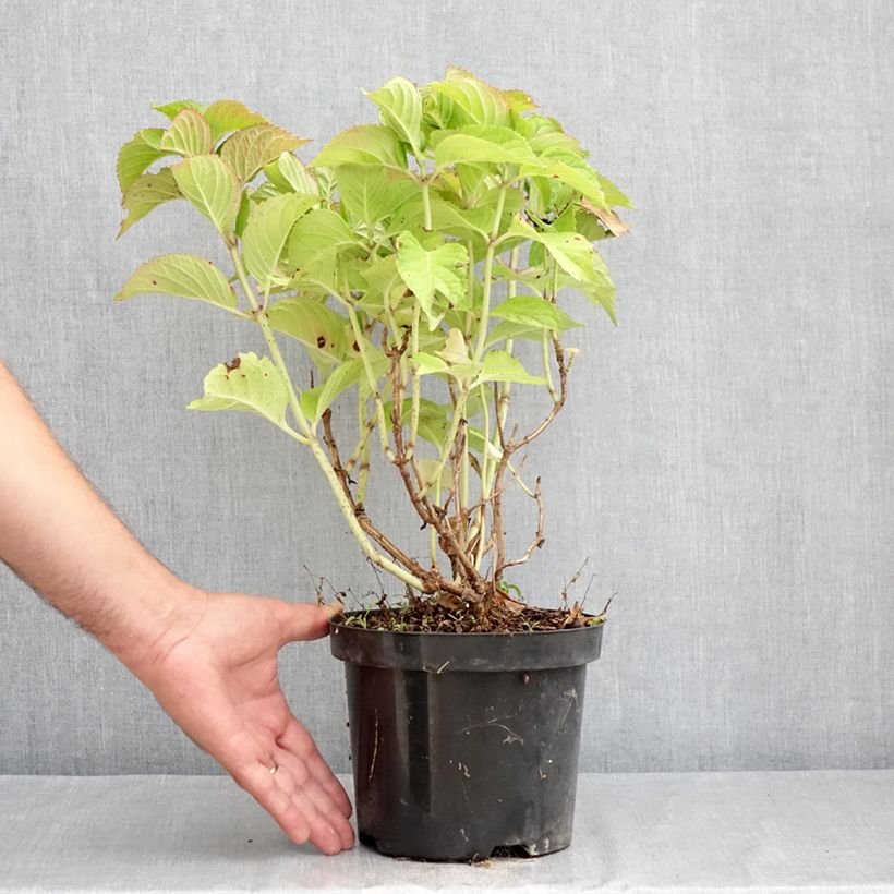 Esemplare di Hydrangea macrophylla Rotkehlchen - Ortensia Vaso da 2L/3L consegnato in estate