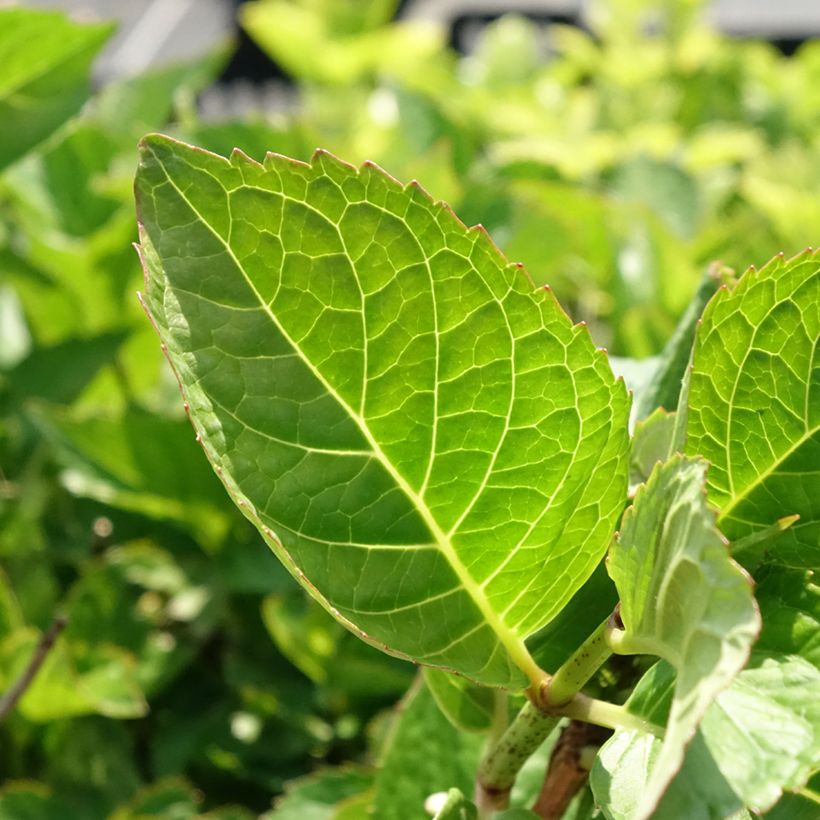 Hydrangea macrophylla Rotkehlchen - Ortensia (Fogliame)