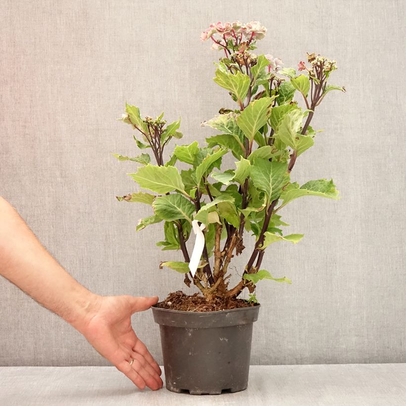 Esemplare di Hydrangea macrophylla So Long Aya - Ortensia Vaso da 3L/4L consegnato in estate