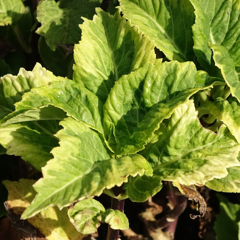 Hydrangea macrophylla So Long Aya - Ortensia (Foliage)