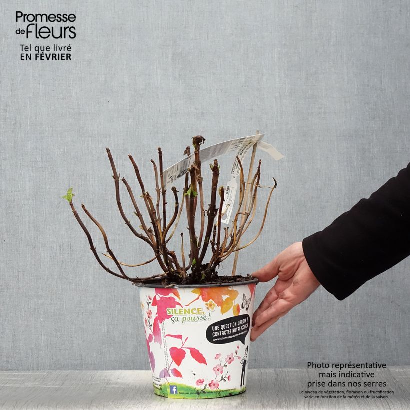 Example of Hydrangea macrophylla Stellar Blue - Ortensia Vaso da 4L/5L as you get in hiver