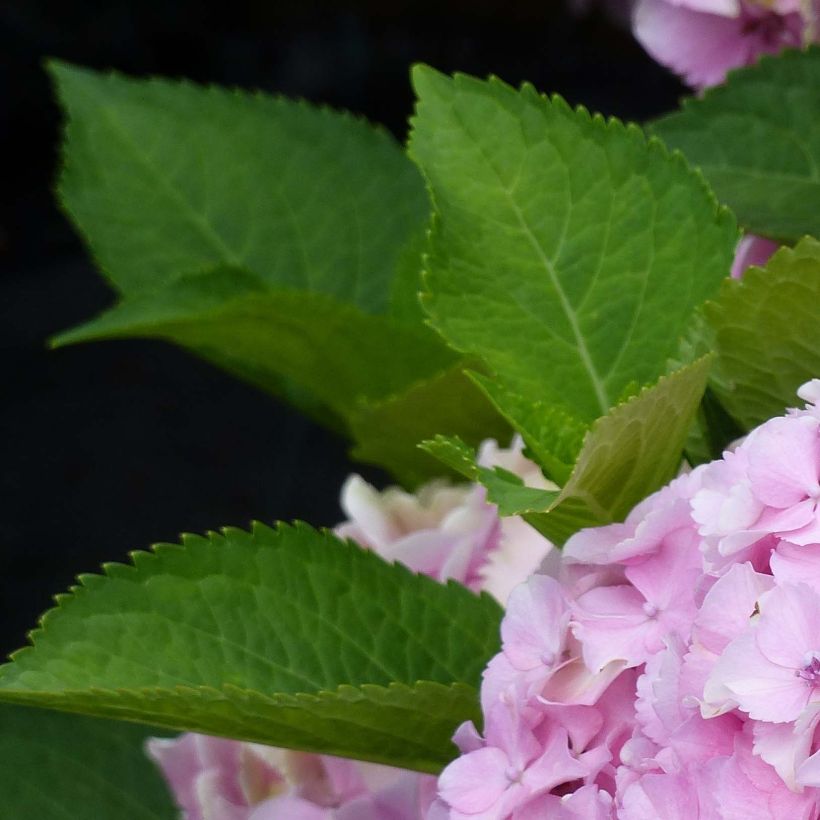Hydrangea macrophylla Magical Harmony - Ortensia (Fogliame)