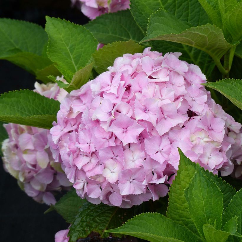 Hydrangea macrophylla Magical Harmony - Ortensia (Fioritura)