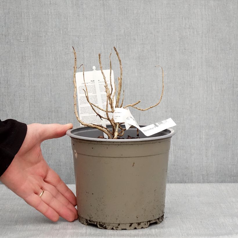 Hydrangea paniculata Little Spooky - Hortensia paniculé Pot de 3L/4L esemplare consegnato in inverno