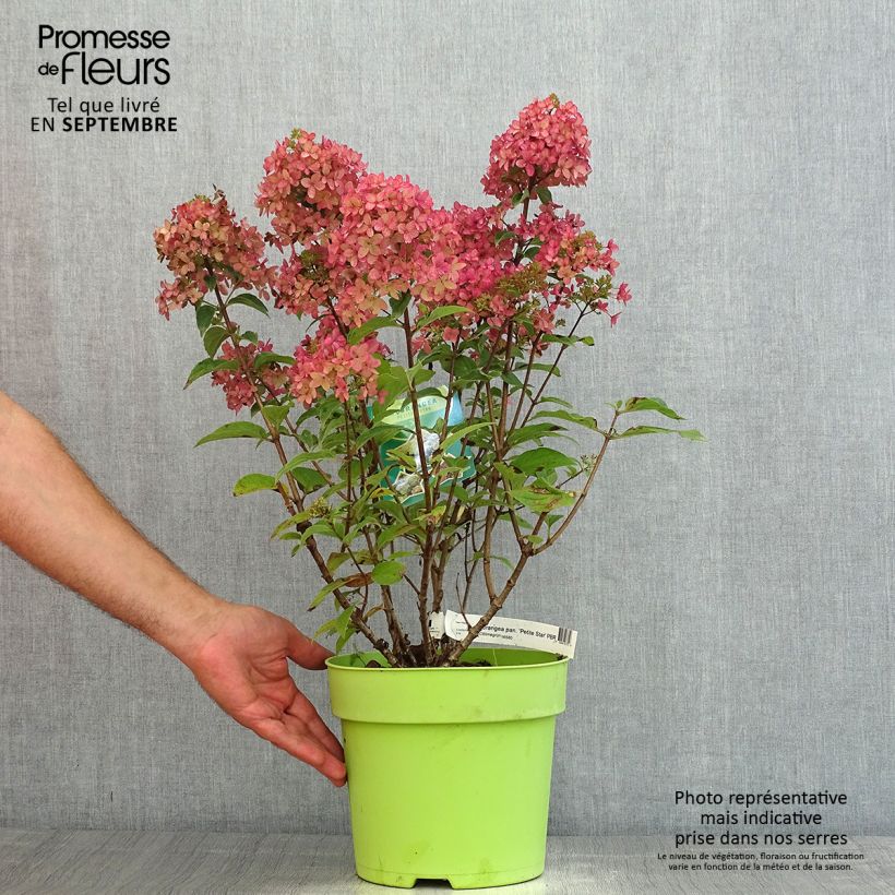 Esemplare di Hydrangea paniculata Petite Star - Ortensia paniculata Vaso da 4L/5L consegnato in estate