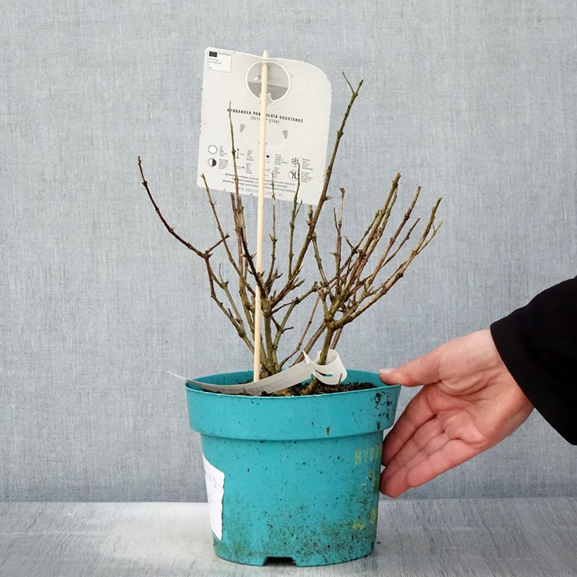 Hydrangea paniculata Petite Star - Ortensia paniculata Vaso da 4L/5L esemplare consegnato in primavera