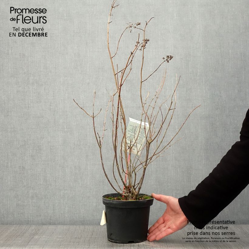 Esemplare di Hydrangea paniculata Tardiva - Ortensia paniculata Vaso da 2L/3L come consegnato in autunno