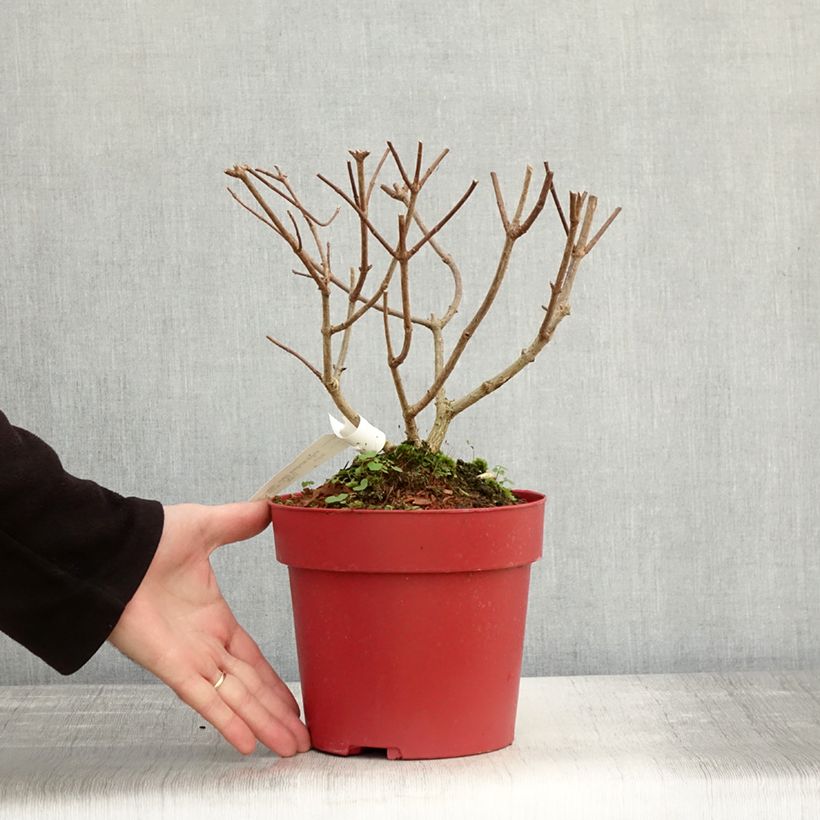 Esemplare di Hydrangea paniculata Bloody Marie - Ortensia paniculata Vaso da 3L/4L come consegnato in autunno