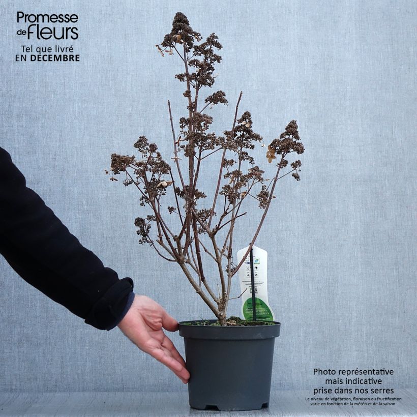 Esemplare di Hydrangea paniculata Dharuma - Ortensia paniculata Vaso da 2L/3L come consegnato in autunno