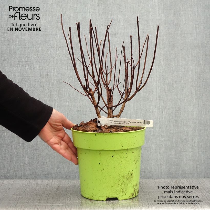 Esemplare di Hydrangea paniculata Pandora - Hortensia paniculé Pot de 6L/7L come consegnato in autunno