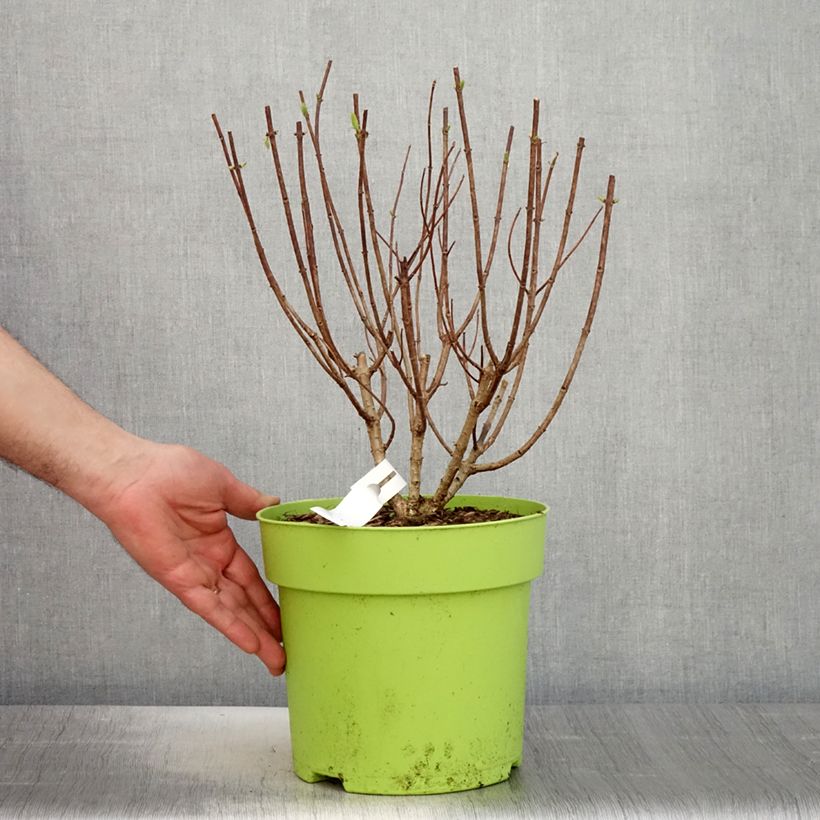 Example of Hydrangea paniculata Pandora - Ortensia paniculata Vaso da 6L/7L as you get in printemps