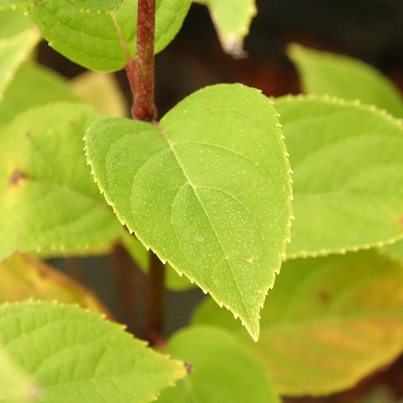 Hydrangea paniculata Pandora - Ortensia paniculata (Foliage)