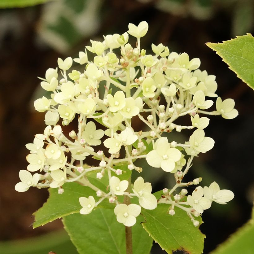 Hydrangea paniculata Pandora - Ortensia paniculata (Flowering)