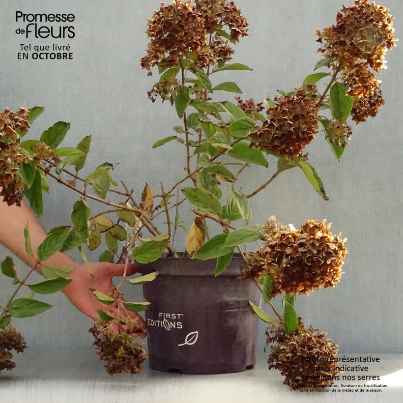 Esemplare di Hydrangea paniculata Tickled Pink - Hortensia paniculé Pot de 7,5L/10L come consegnato in autunno