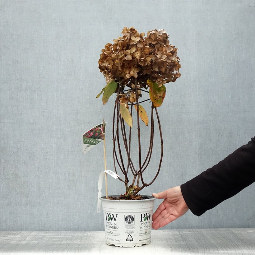 Esemplare di Hydrangea paniculata Fire Light - Hortensia paniculé Pot de 4L/5L come consegnato in autunno
