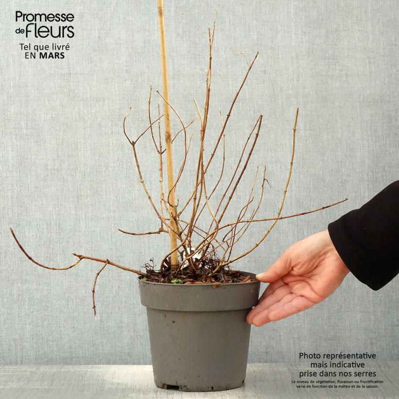 Example of Hydrangea paniculata Little Fresco - Ortensia paniculata Vaso da 3L/4L as you get in printemps