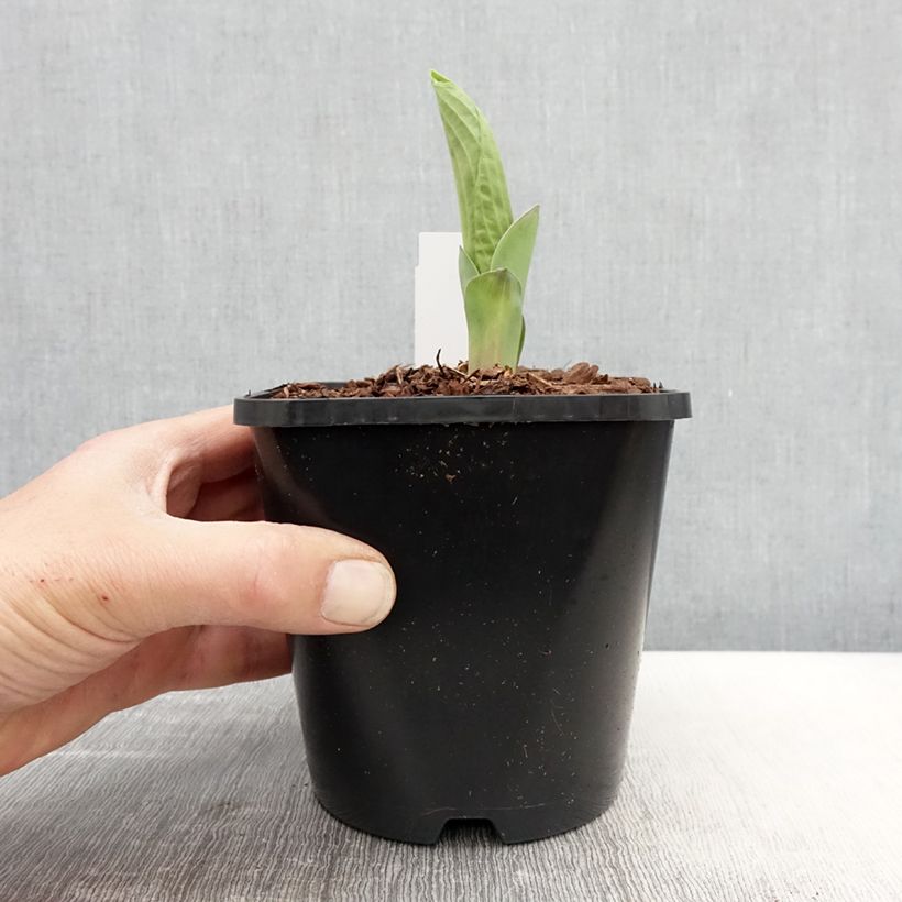 Example of Hosta Abiqua Drinking Gourd Vaso da 1,5L/2L as you get in printemps