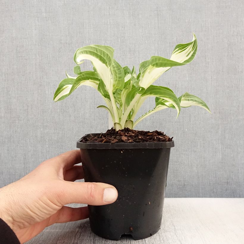 Hosta Allegan Fog Vaso da 1,5L/2L esemplare consegnato in primavera