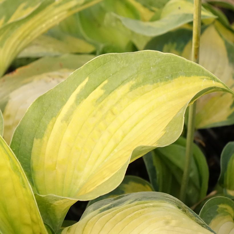 Hosta Alligator Alley (Fogliame)