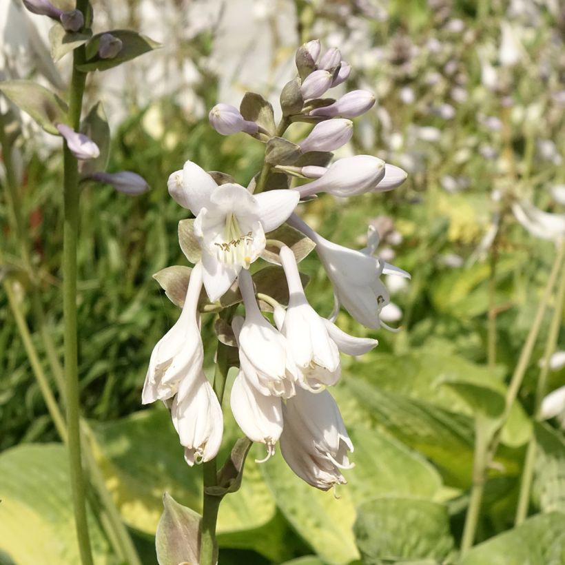 Hosta Alligator Alley (Fioritura)