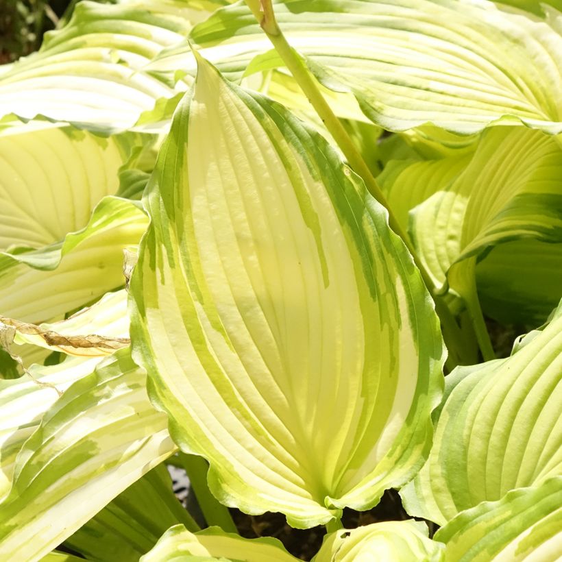 Hosta Amalia (Fogliame)