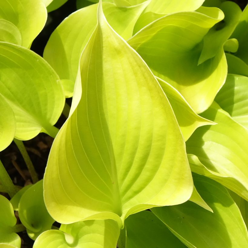 Hosta Appletini (Fogliame)
