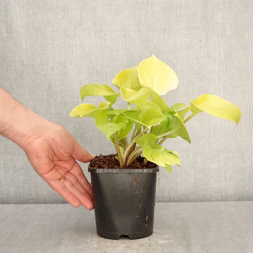 Hosta Appletini Vaso da 1,5L/2L esemplare consegnato in primavera