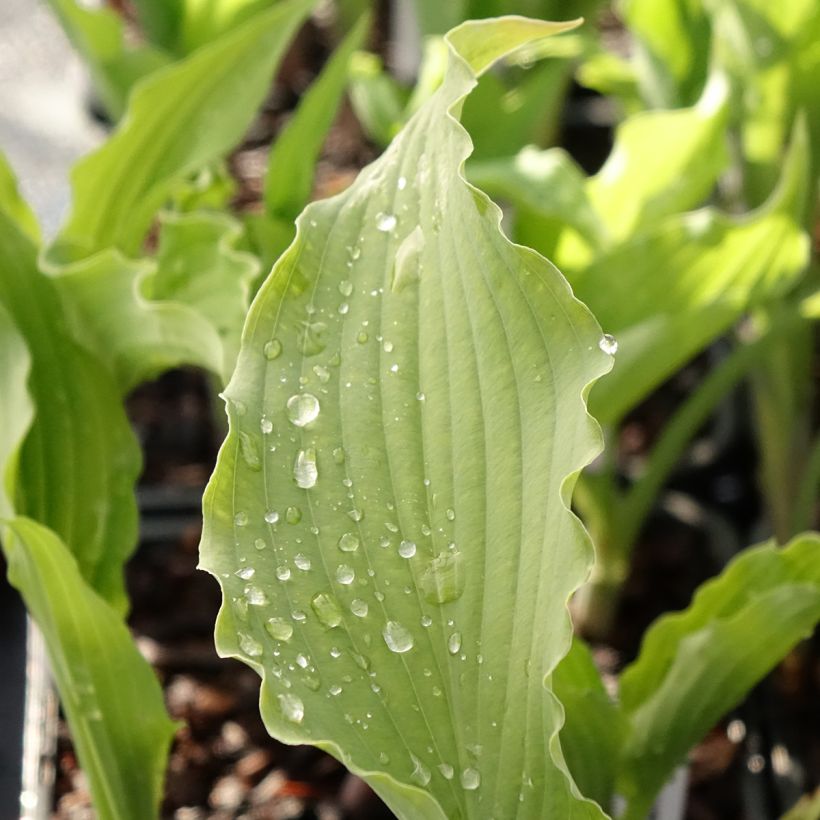 Hosta Atomic Elvis (Fogliame)