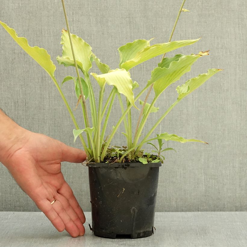 Esemplare di Hosta Atomic Elvis Pot de 1,5L/2L consegnato in estate
