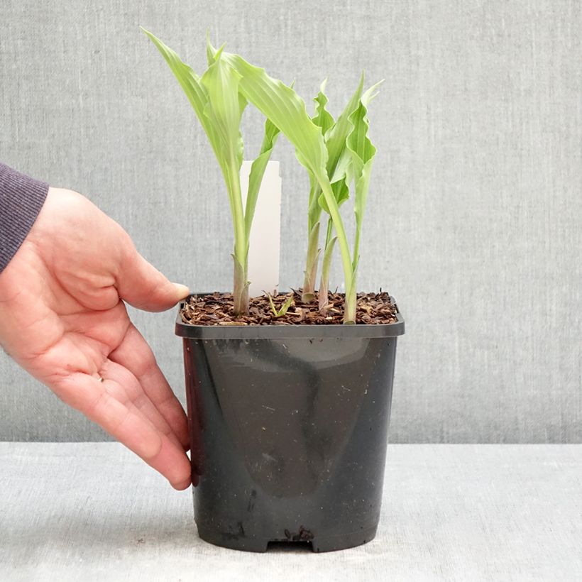 Hosta Atomic Elvis Vaso da 1,5L/2L esemplare consegnato in primavera