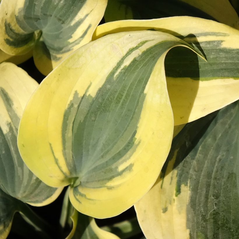 Hosta Autumn Frost (Fogliame)