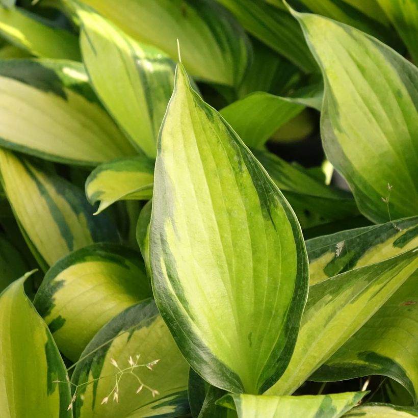 Hosta Ayesha (Foliage)