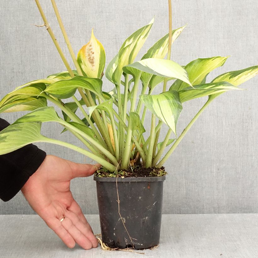 Esemplare di Hosta Ayesha Vaso da 1,5L/2L come consegnato in autunno
