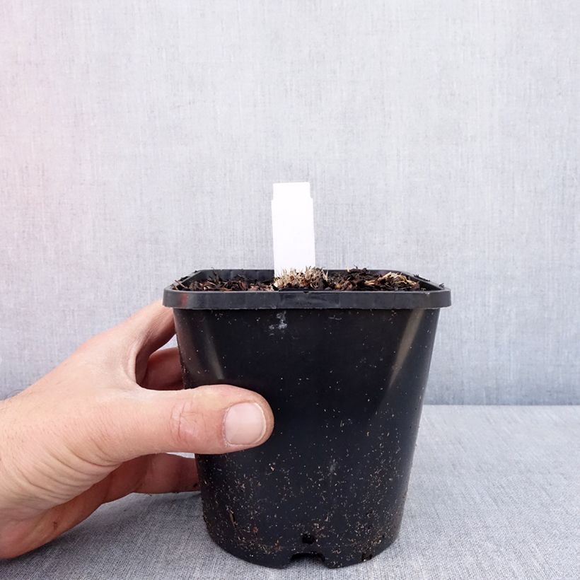 Example of Hosta Ayesha Vaso da 1,5L/2L as you get in printemps