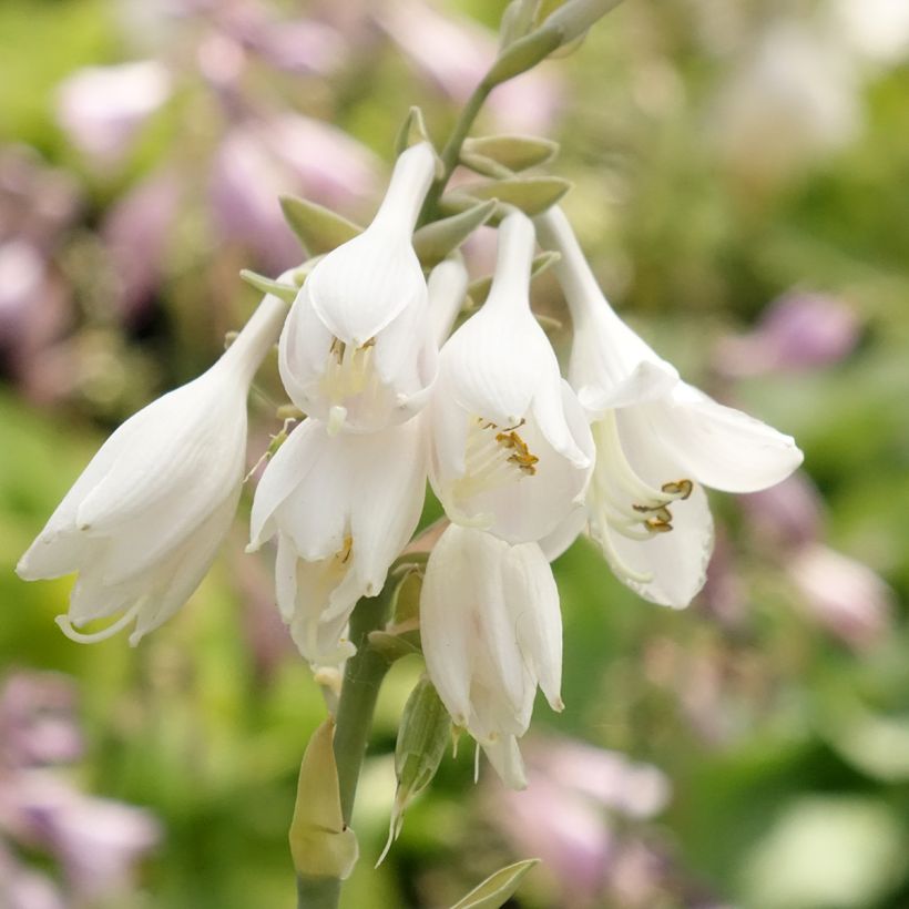 Hosta Big daddy (Fioritura)