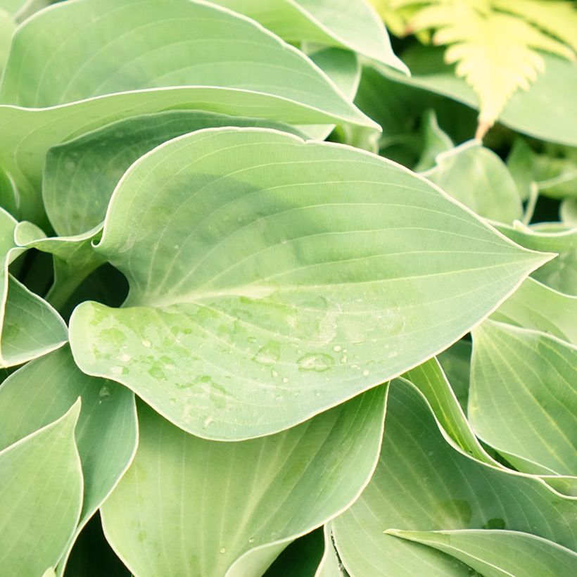 Hosta Hosta Blue Cadet (Foliage)