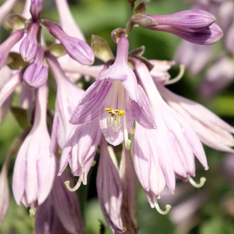 Hosta Hosta Blue Cadet (Flowering)