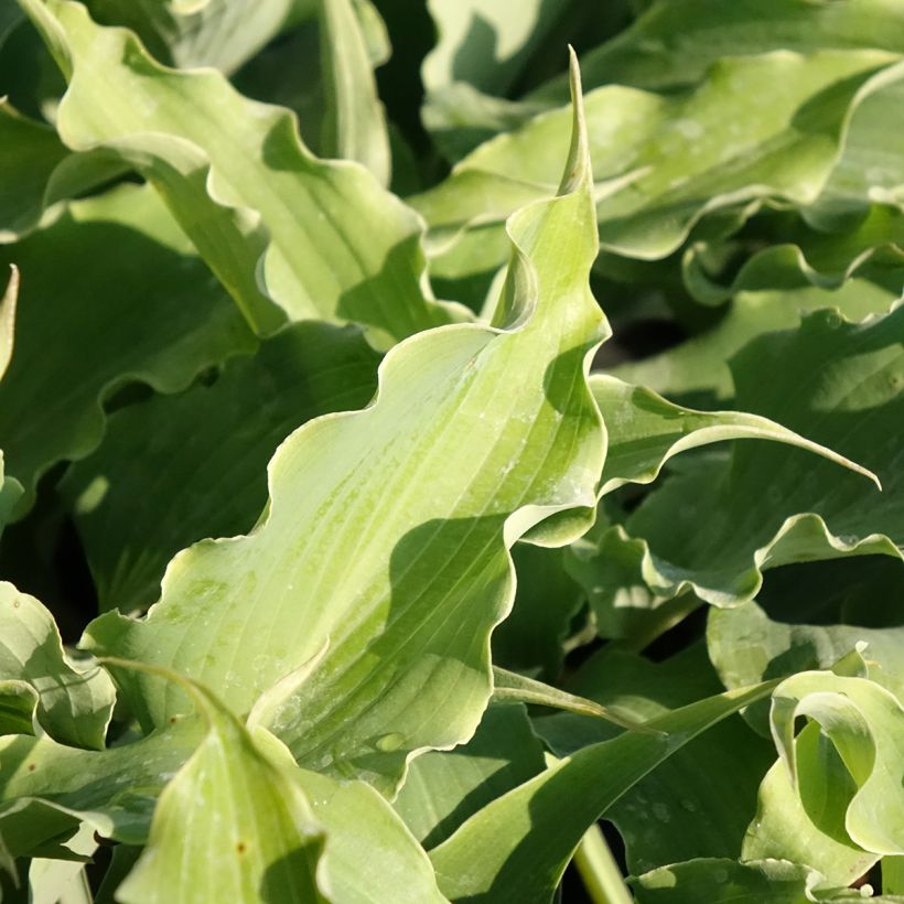 Hosta Blue Cascade (Fogliame)