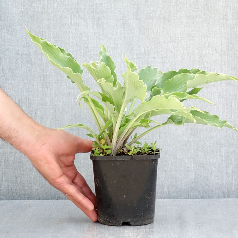 Hosta Blue Cascade Vaso da 1,5L/2L esemplare consegnato in primavera