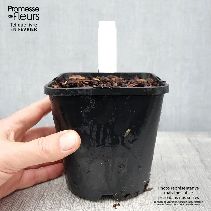 Hosta Blue Ivory - Hosta moyen bleu et ivoire Pot de 1,5L/2L esemplare consegnato in inverno
