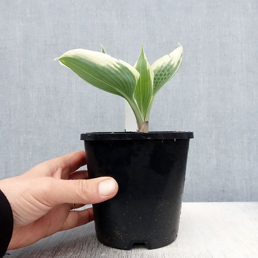 Hosta tardiana Blue Ivory Vaso da 1,5L/2L esemplare consegnato in primavera