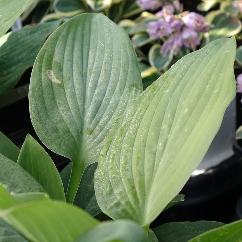 Hosta Blue Mammoth (Fogliame)